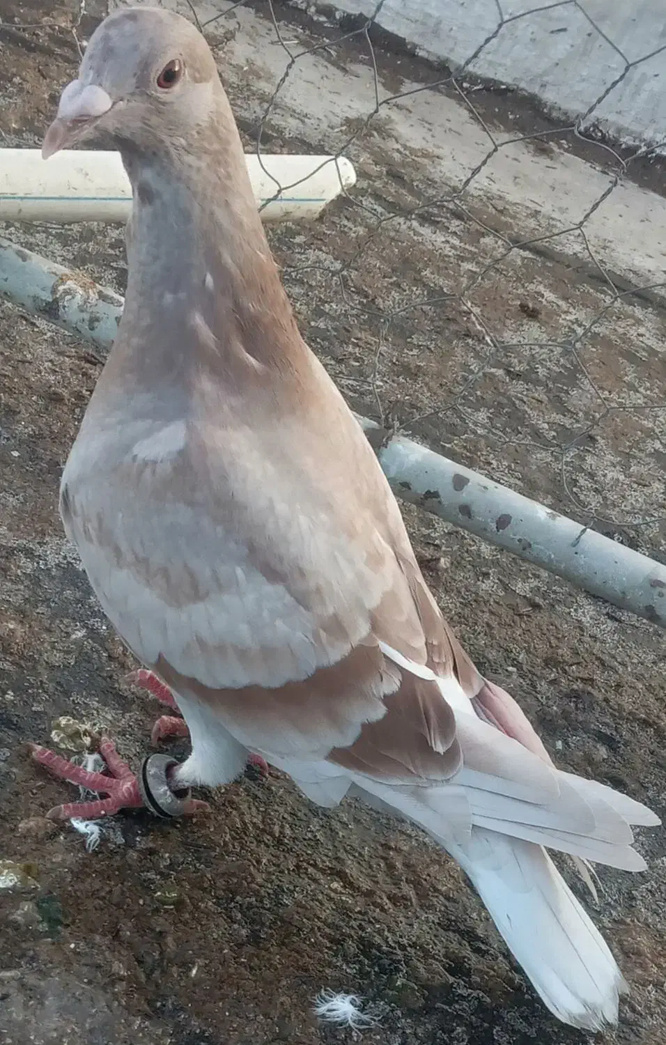 کبوترجوجه صیدشده|حیوانات|اردبیل, |دیوار