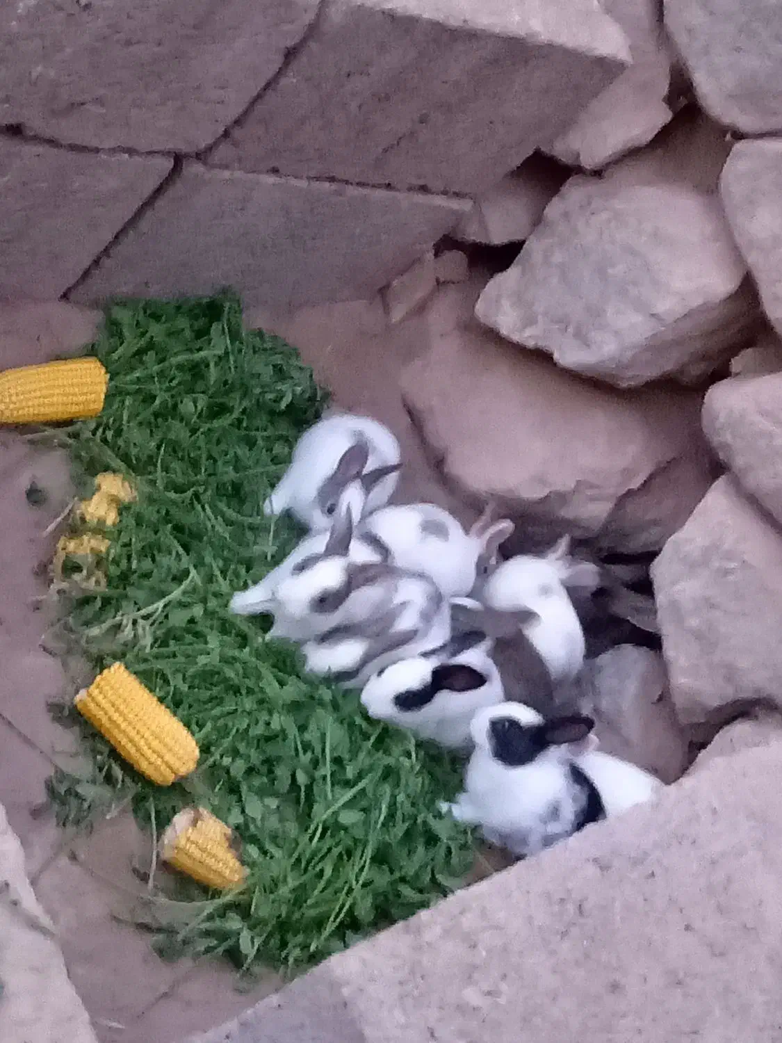 خرگوش|موش و خرگوش|جوین, |دیوار