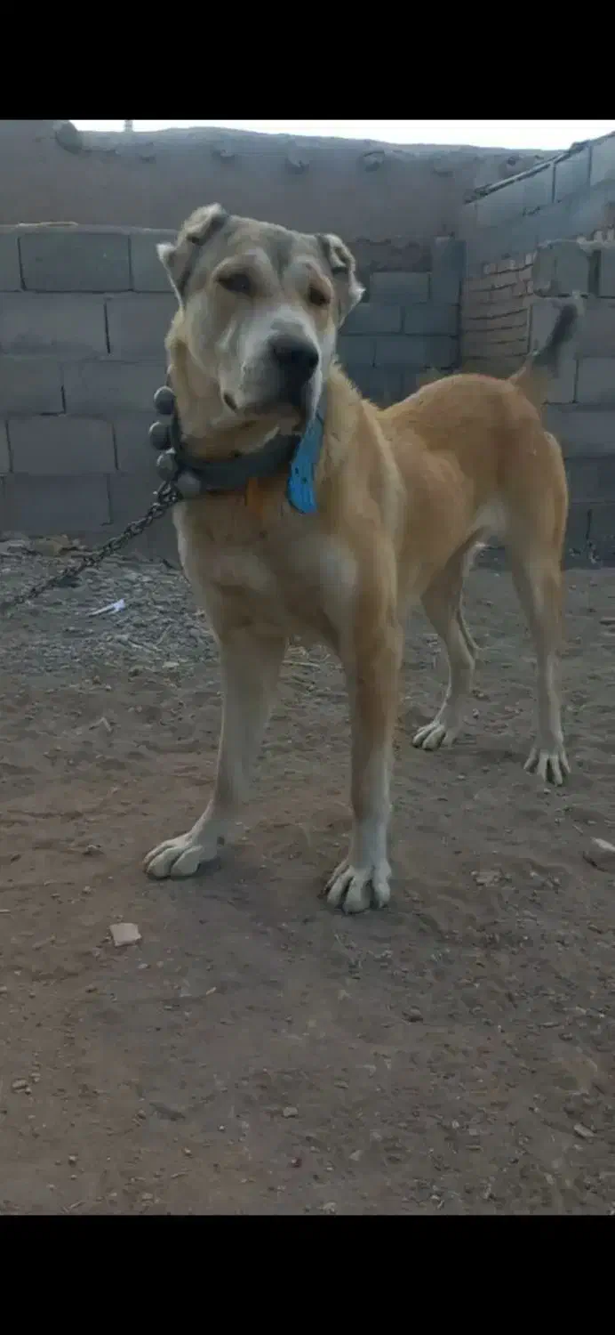 ماده ۷ماهه الابای سگ|سگ|مشهد, گوهرشاد|دیوار