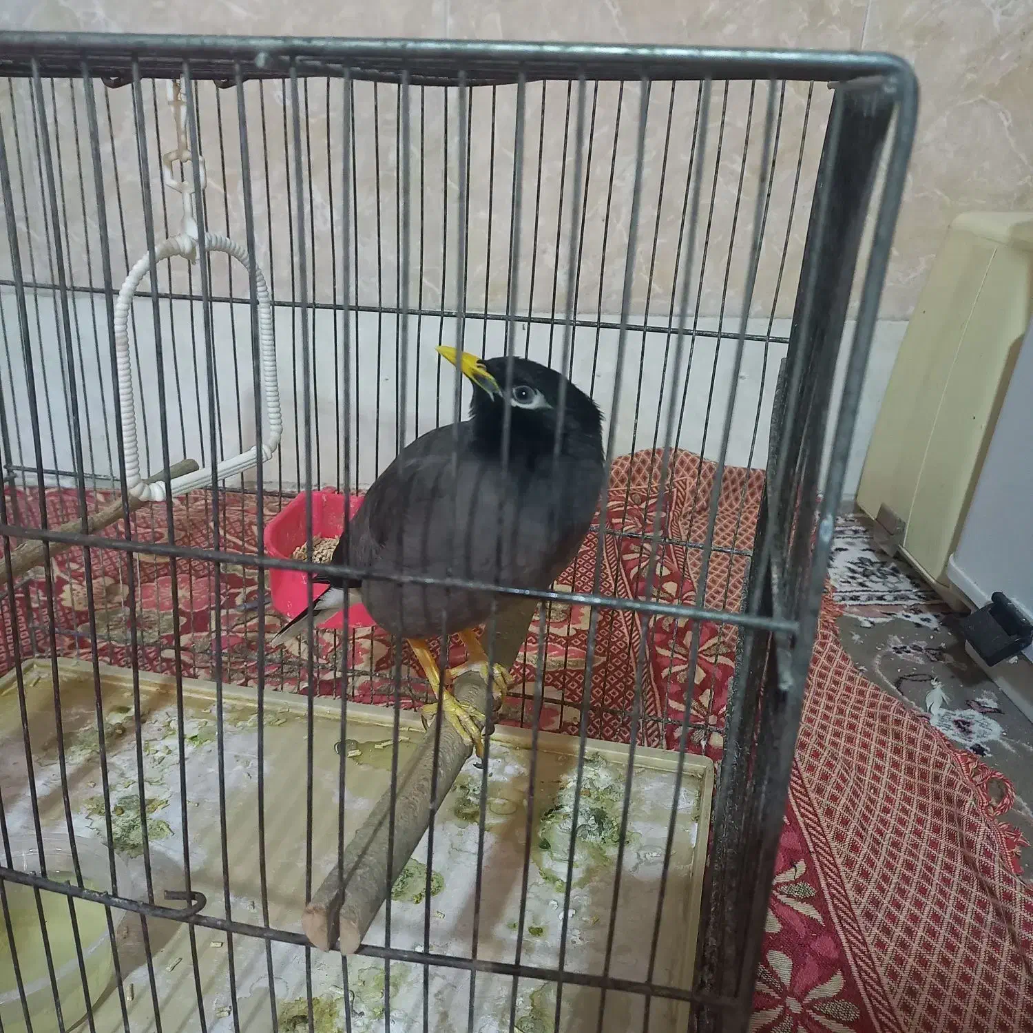 میناماده یکساله سالم وسرحال|پرنده|قم, آذر (نکویی)|دیوار