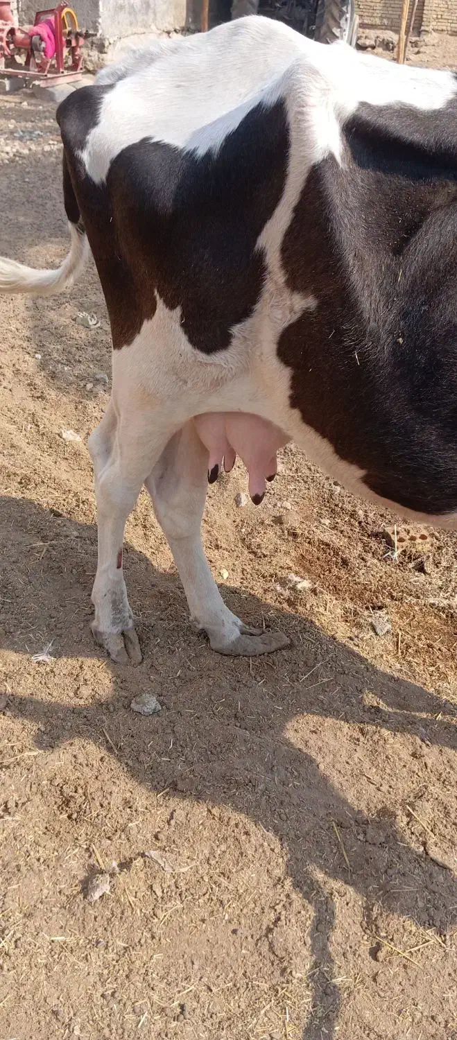 گاو با گوساله نر خارجی|حیوانات مزرعه|شادگان, |دیوار