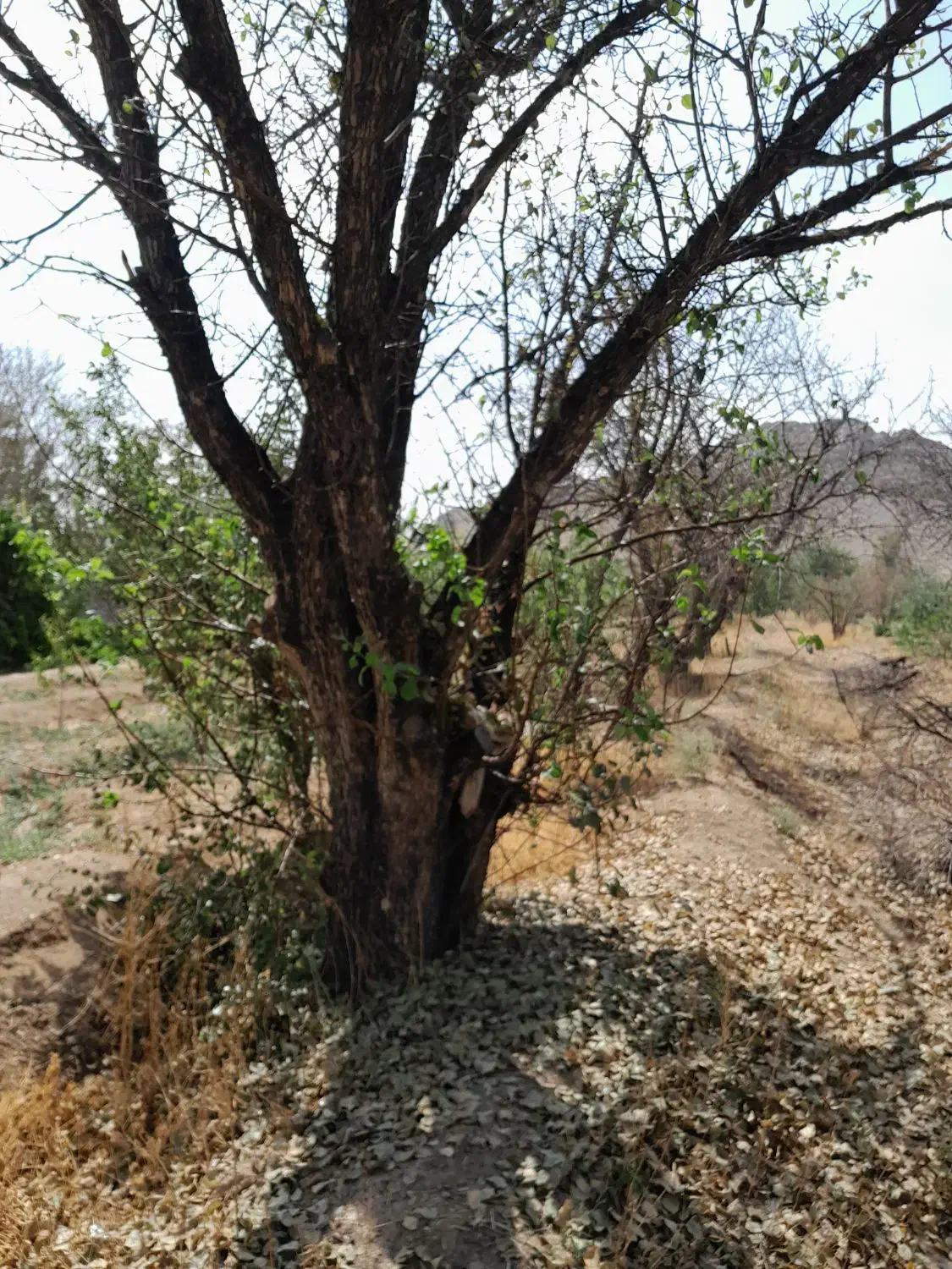 فروش چوب درخت گلابی|عمدهفروشی|دهق, |دیوار