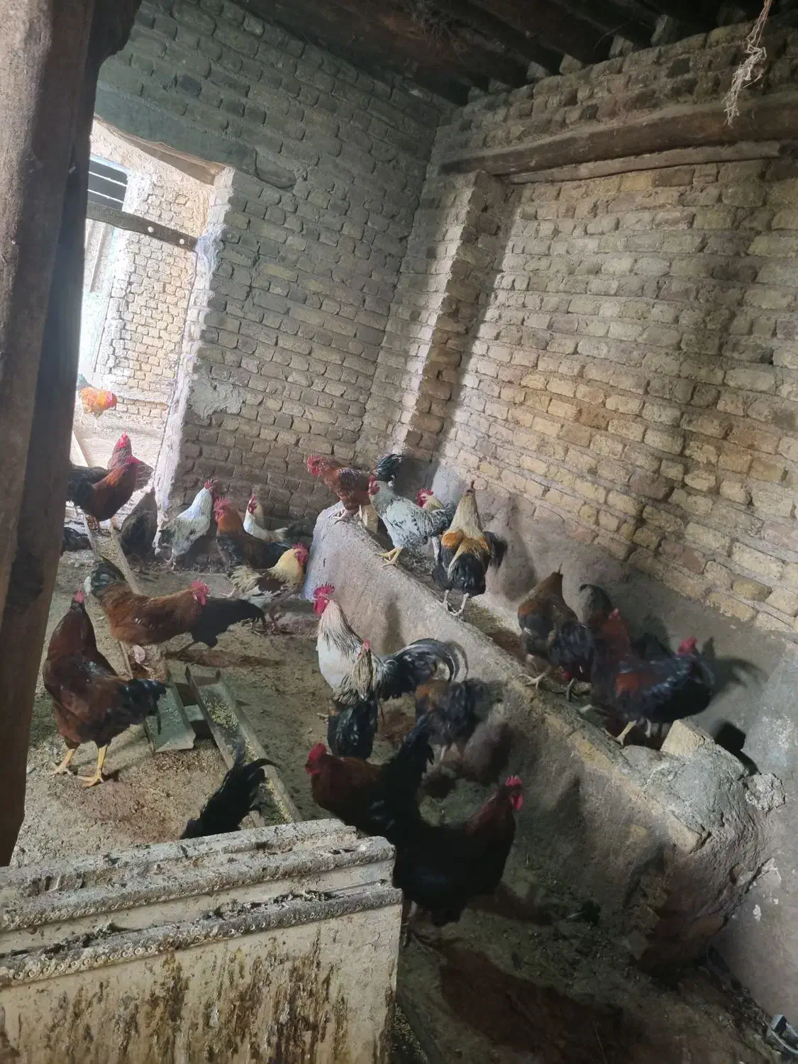 ۱۰۰ عدد خروس محلی سیاه|حیوانات مزرعه|الوند, |دیوار