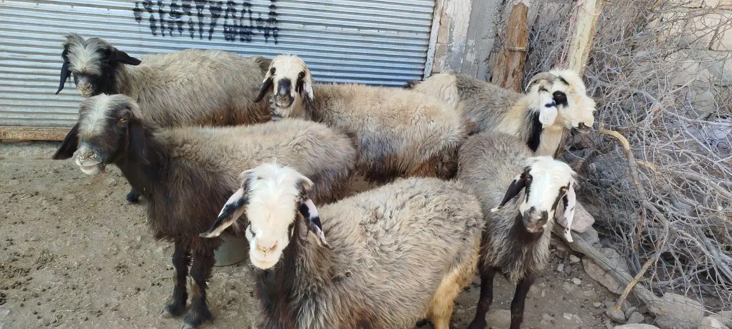 گوسفند داشتی|حیوانات مزرعه|زاگرس, |دیوار