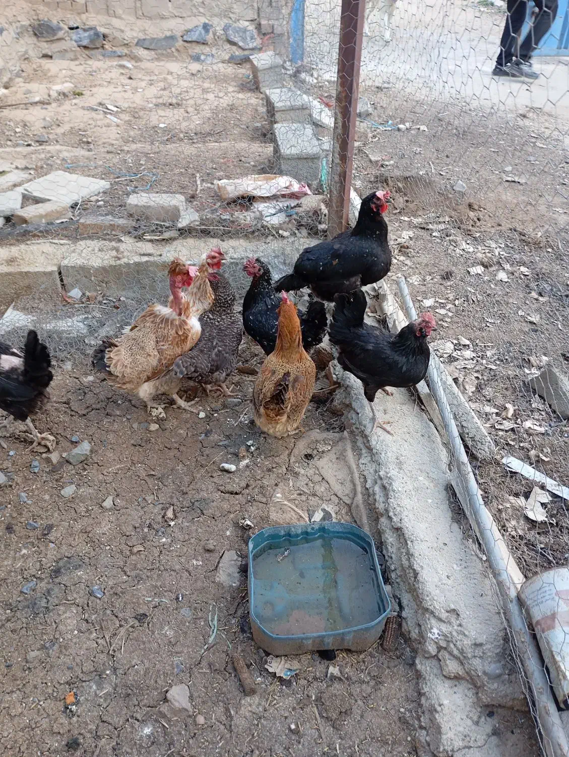 مرغ|حیوانات مزرعه|بروجرد, |دیوار