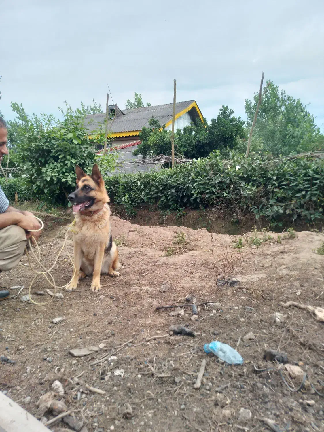 ژرمن اصیل ماده ۳ ساله سابقه فقط یه بار|سگ|لاهیجان, شهرک سلمان فارسی|دیوار