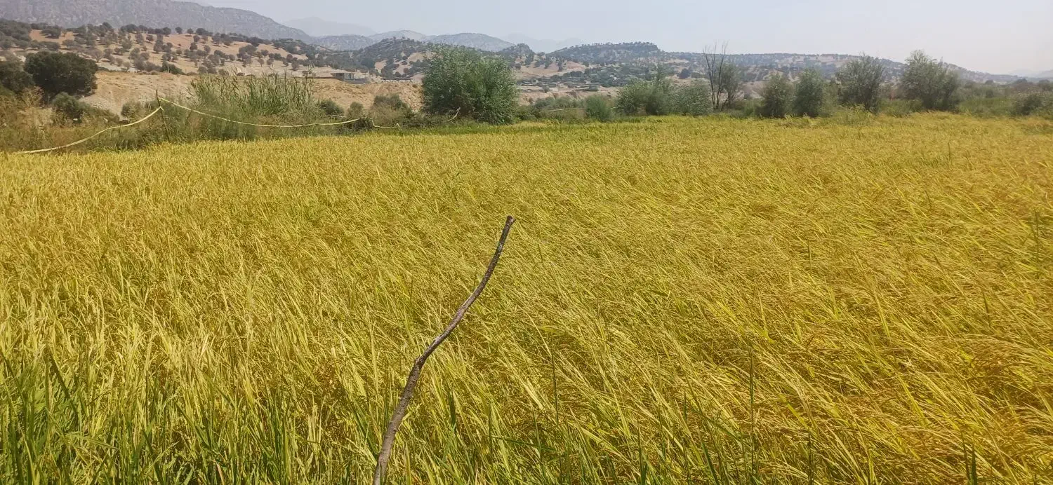 فروش برنج چمپا|خوردنی و آشامیدنی|لوداب, |دیوار