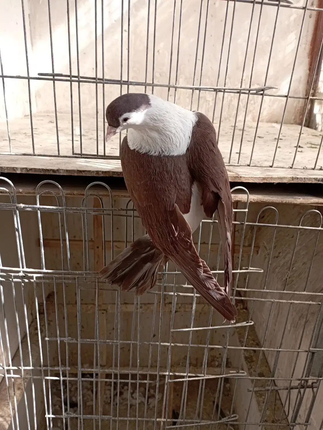 زاغ دمسفید نر چپ ساده مقبول|پرنده|شاندیز, |دیوار