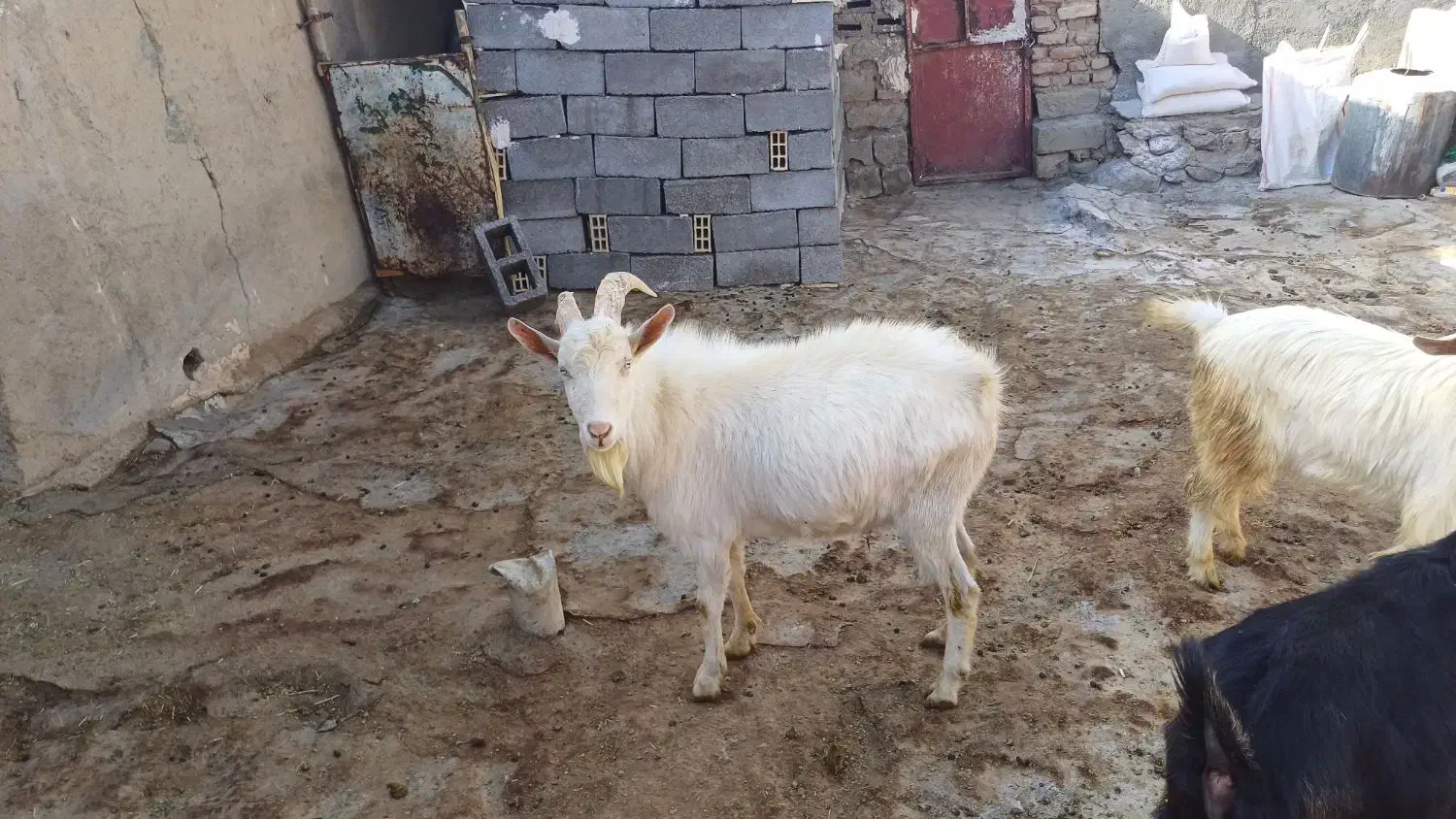 نربز سانن|حیوانات مزرعه|دهگلان, |دیوار