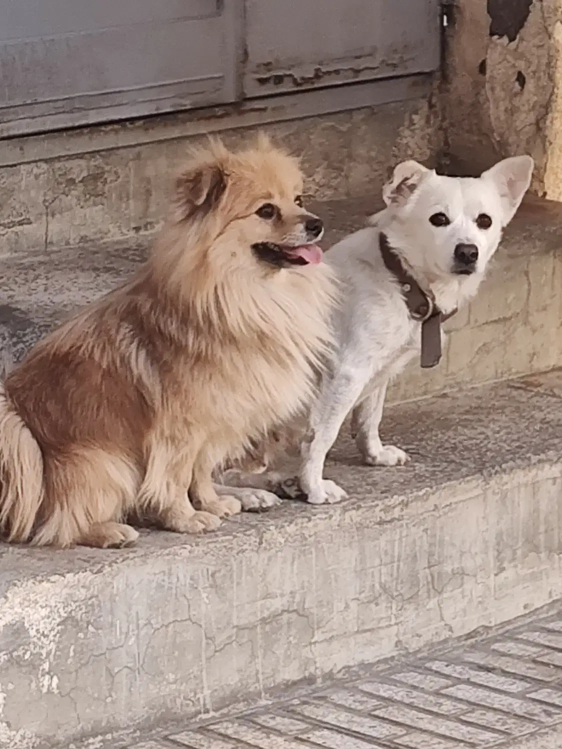 اشپیتز سفید * واگذار به شخصی دلسوز و مهربان|سگ|پیر بکران, |دیوار