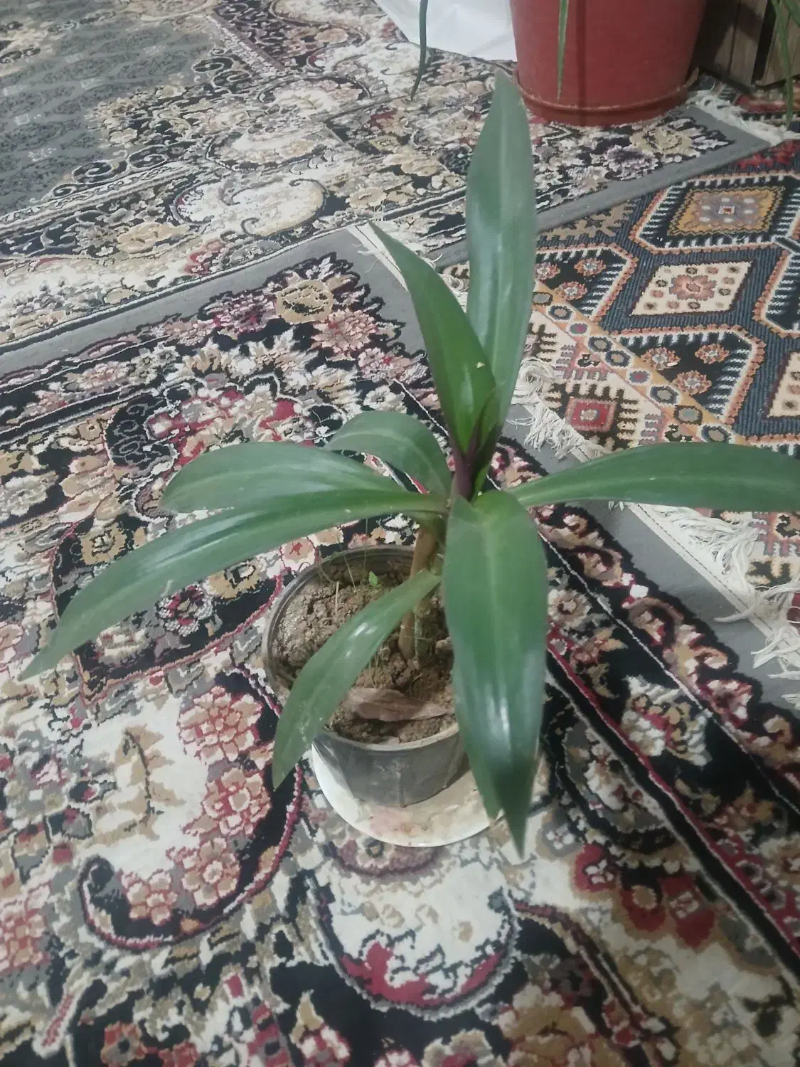 گل طبیعی آپارتمانی|گل و گیاه طبیعی|خمینیشهر, |دیوار