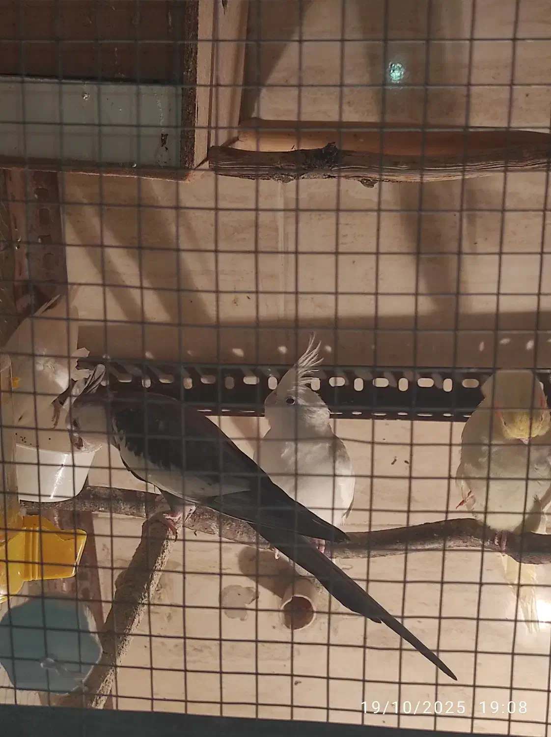 یک جفت عروس کشیده مفت نر وایت فیس ماده آلبینو|پرنده|علیآباد کتول, |دیوار