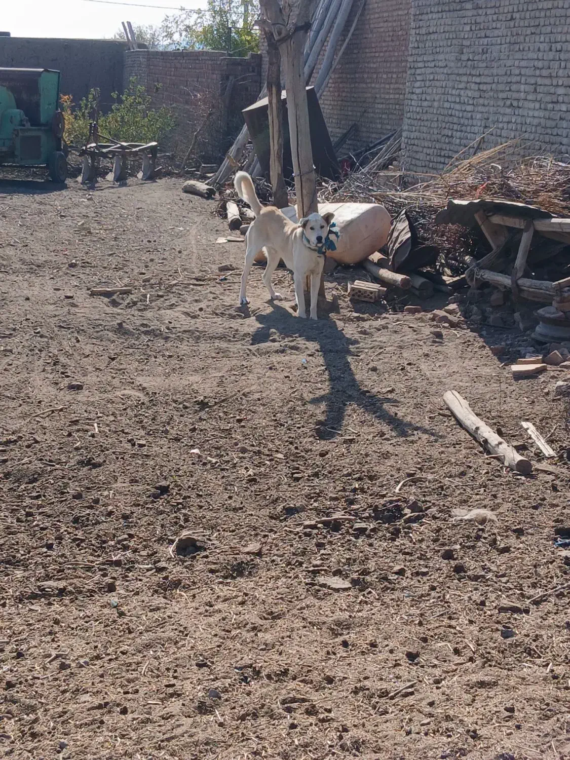 یک   گلاده سگ نر|سگ|نوشین شهر, |دیوار