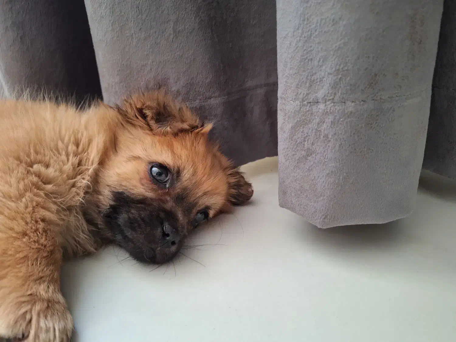 سگ پا کوتاه|سگ|مشهد, آبکوه|دیوار