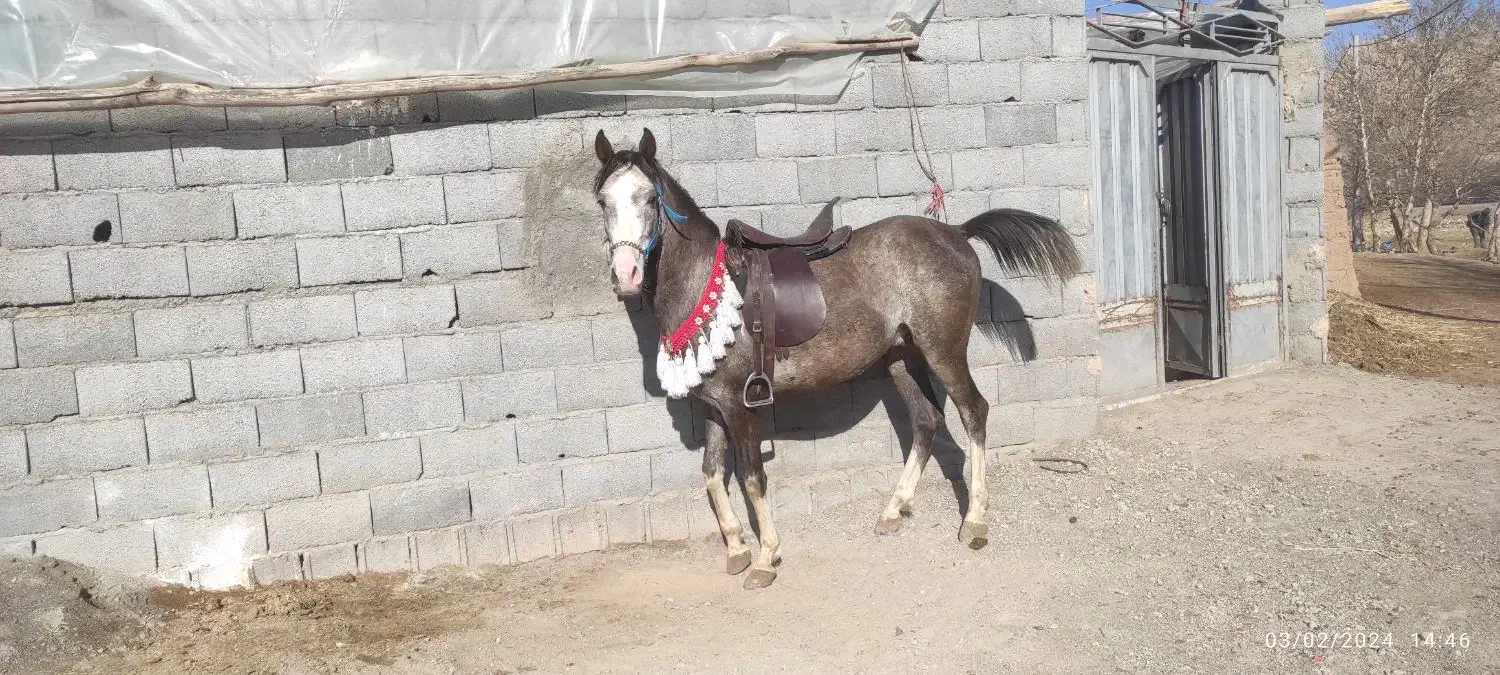 نریون 4ساله کره کیان رخش نوربخش‌وکامران قدیری|اسب و تجهیزات اسب‌سواری|ابریشم, |دیوار