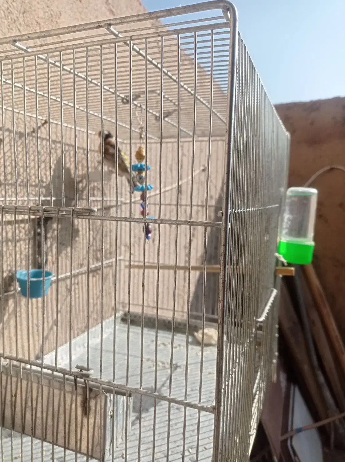 سهره|پرنده|تهران, ترمینال جنوب|دیوار