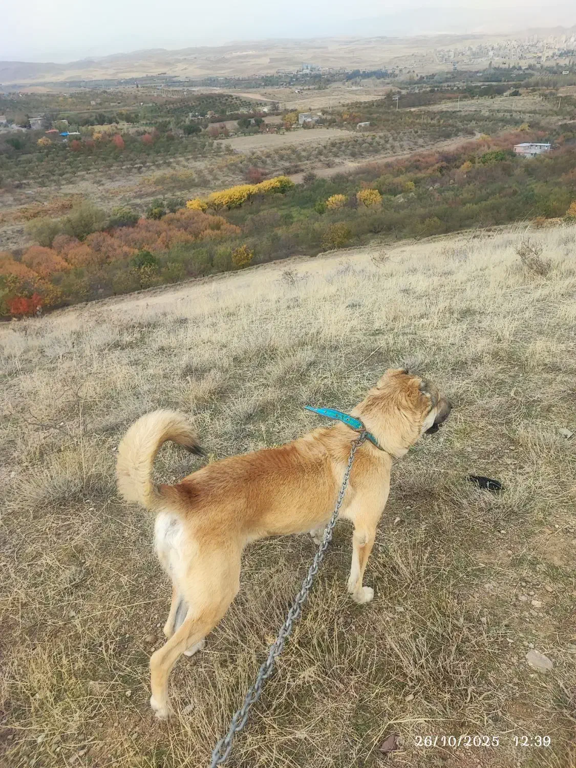 نگهبان و گله|سگ|اهر, |دیوار