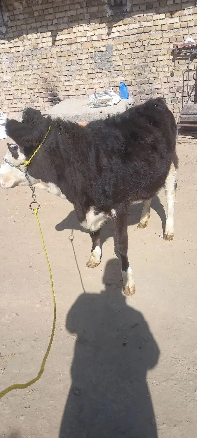 دوراس تلیسه|حیوانات مزرعه|ازنا, |دیوار