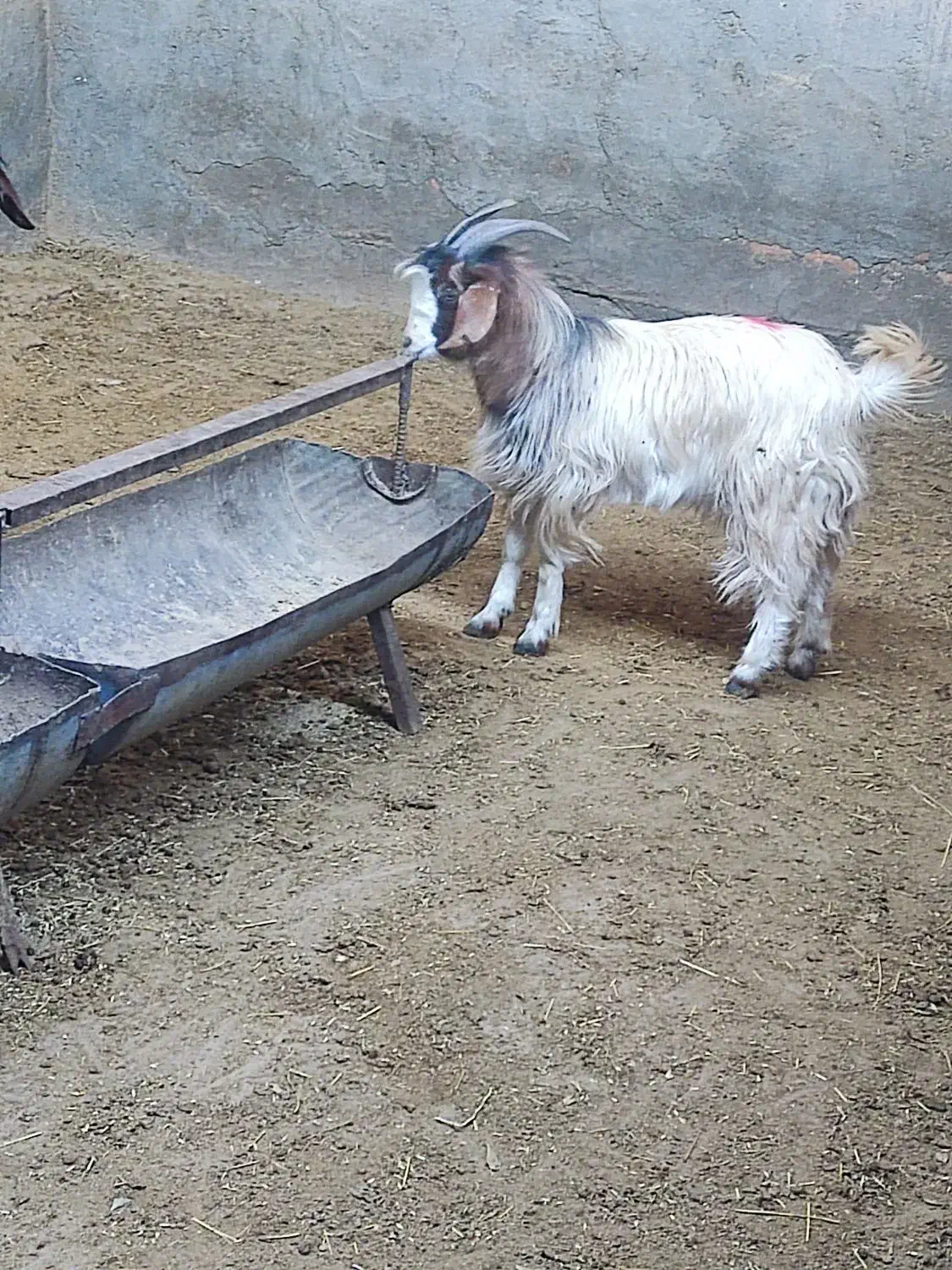 بزغاله|حیوانات مزرعه|فریمان, |دیوار