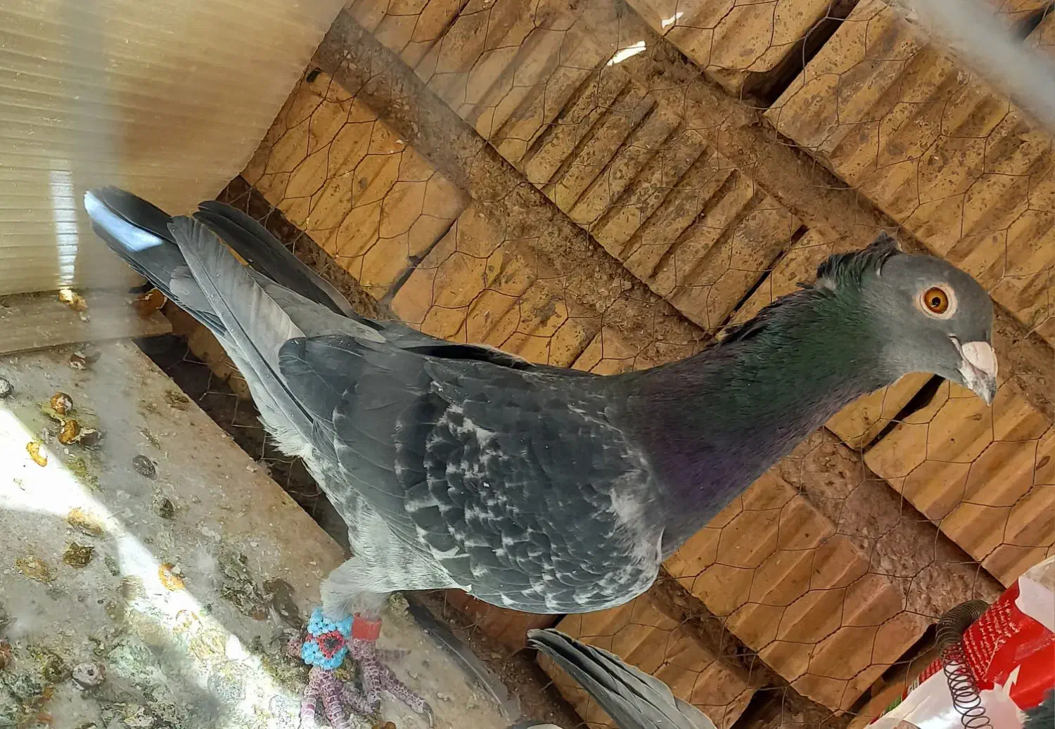 کبوتر کوهی سیاه|پرنده|نیریز, |دیوار