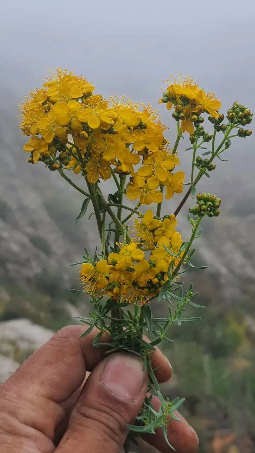 تیغ نیش|گل و گیاه طبیعی|آشخانه, |دیوار