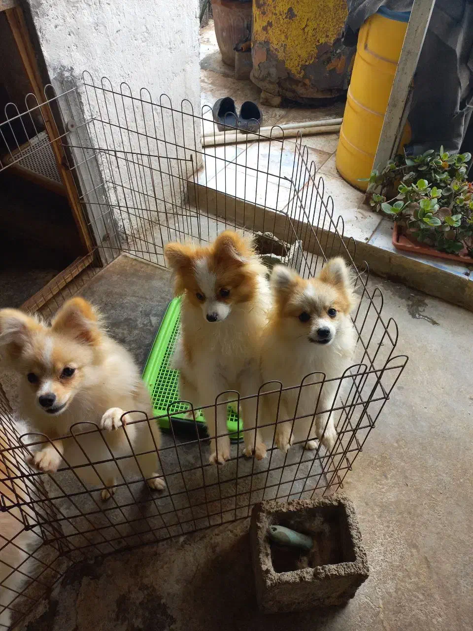 واگذاری پامرانین خرسی و روباهی|سگ|آمل, |دیوار