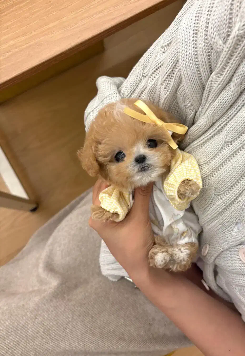 پودل کراس|سگ|تهران, پونک|دیوار