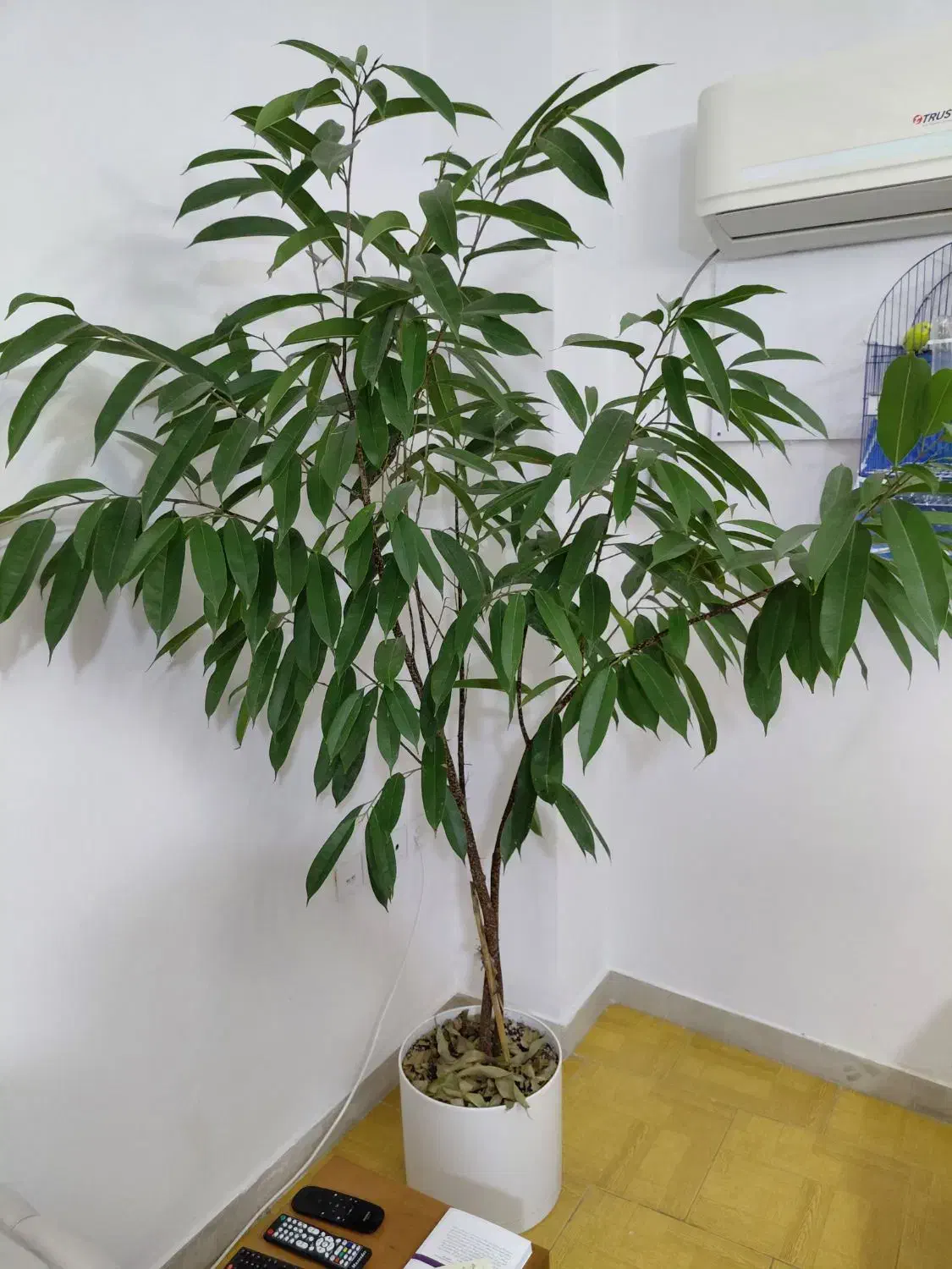 گل آمستل گینگ|گل و گیاه طبیعی|رشت, دیلمان|دیوار