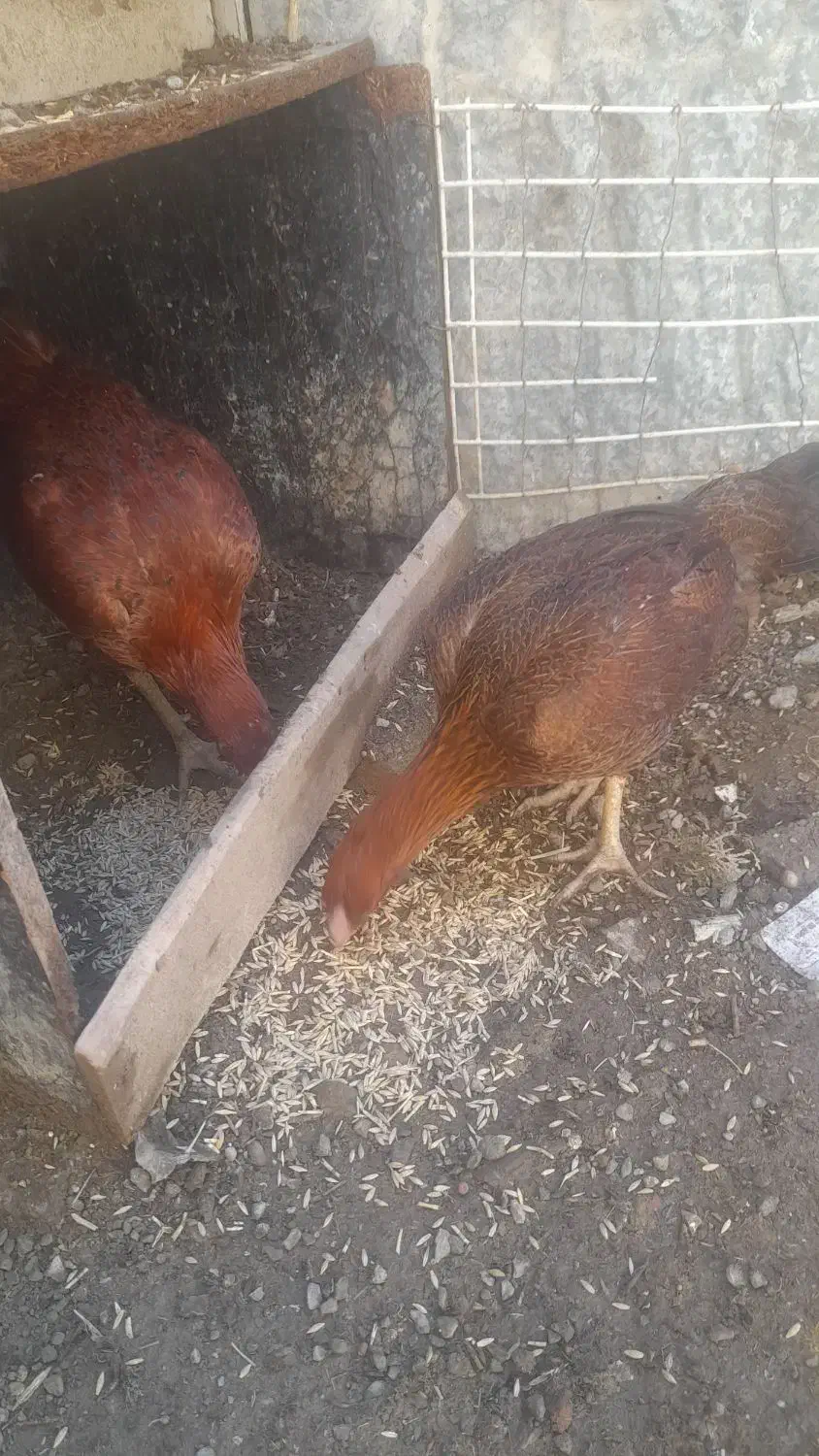 مرغ وخروس لاری|حیوانات مزرعه|مریوان, |دیوار