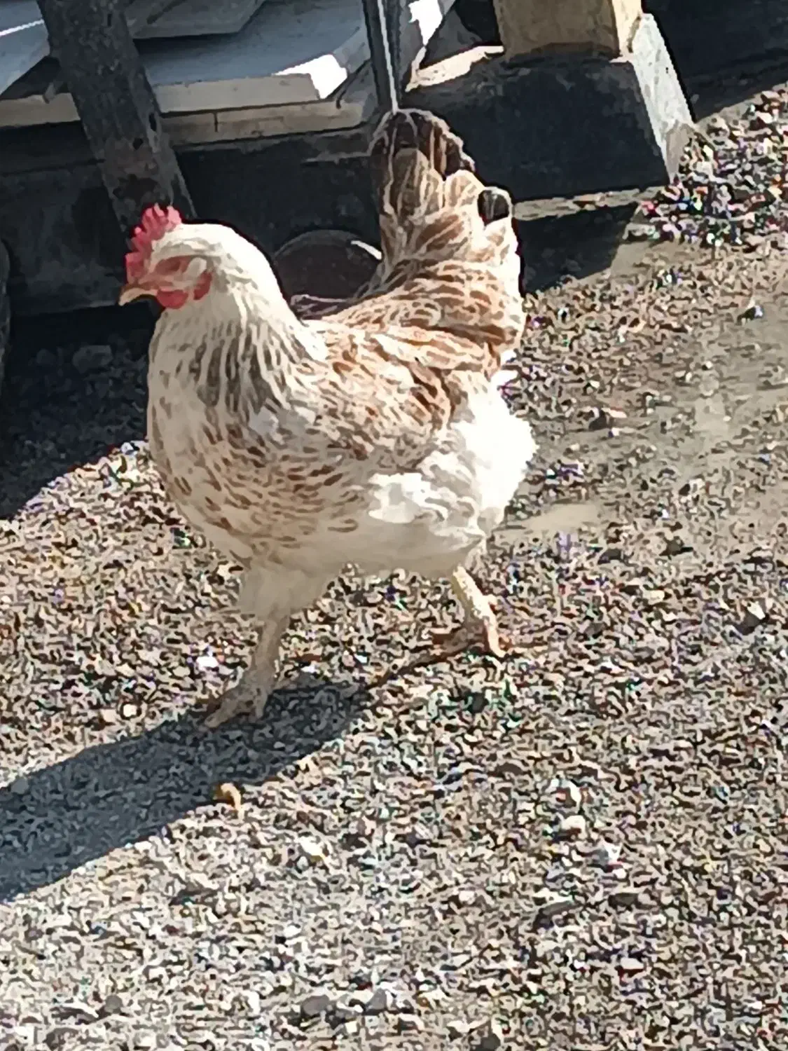 مرغ|حیوانات مزرعه|الشتر, |دیوار