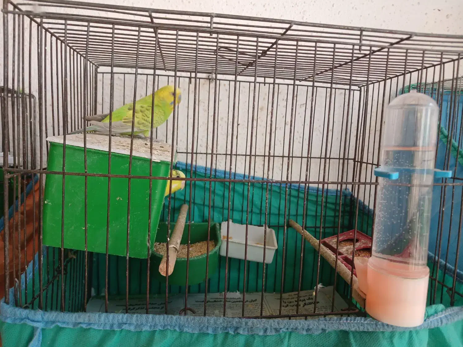 مرغ عشق مولدوچنتا فنچ نرگسی جوان نرو ماده|پرنده|رشت, جانبازان|دیوار