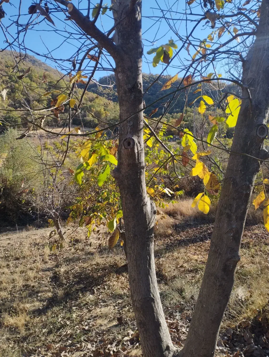 فروش یک قطعه زمین کشاورزی به متراژ 800متر|فروش زمین و ملک کلنگی|مریوان, |دیوار