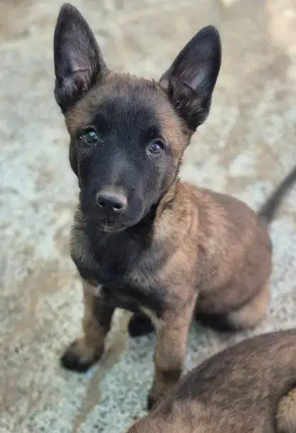 مالینویز|سگ|کرمان, |دیوار