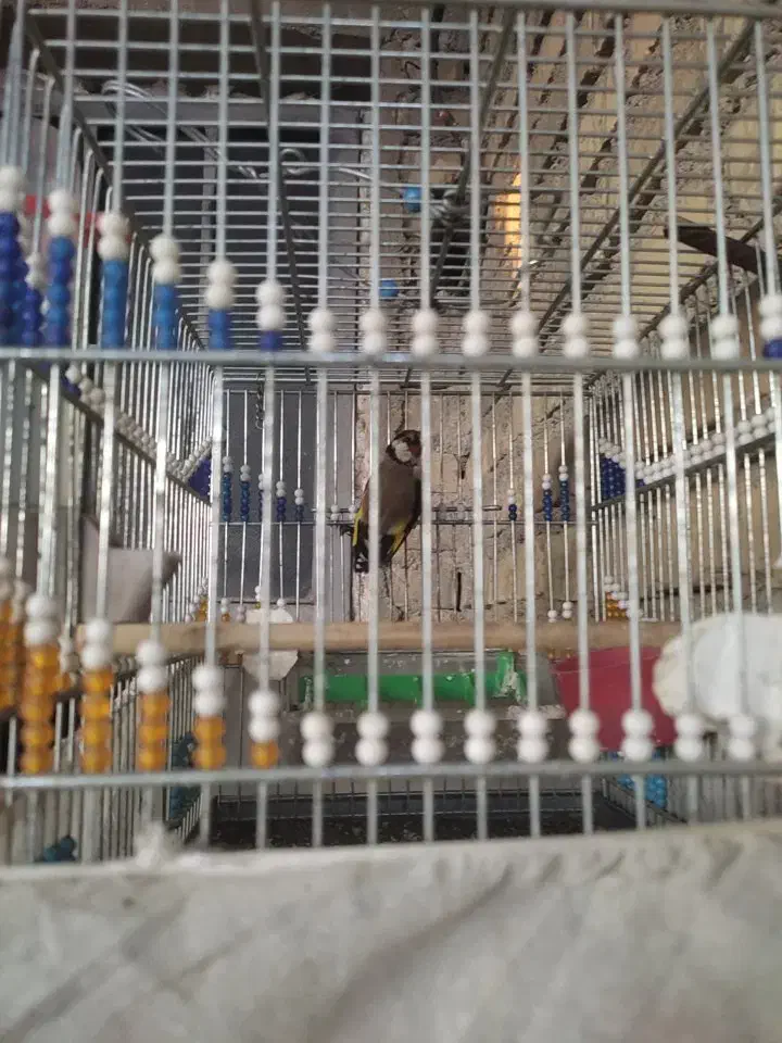 فروشی|پرنده|شوش, |دیوار