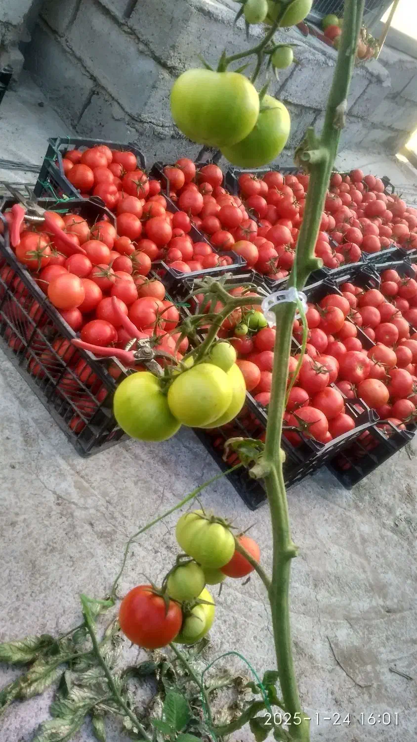 کارگر گلخانه هستم وارد|خدمات باغبانی و درختکاری|زابل, |دیوار