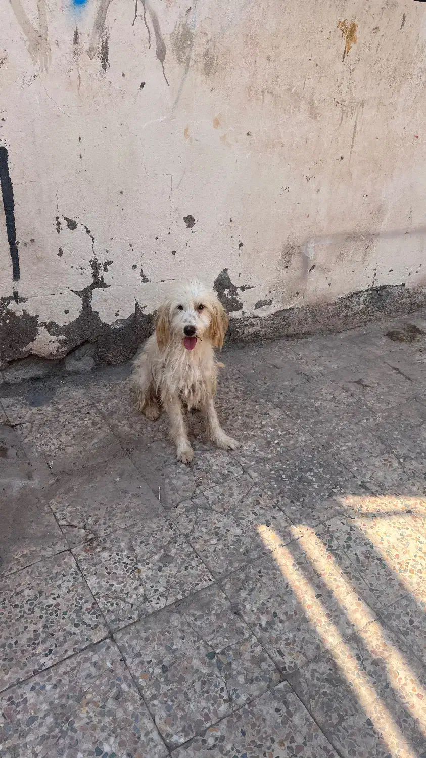 واگذاری رایگان به شرط سرکشی بندر هرمز قشم|سگ|هرمز, |دیوار