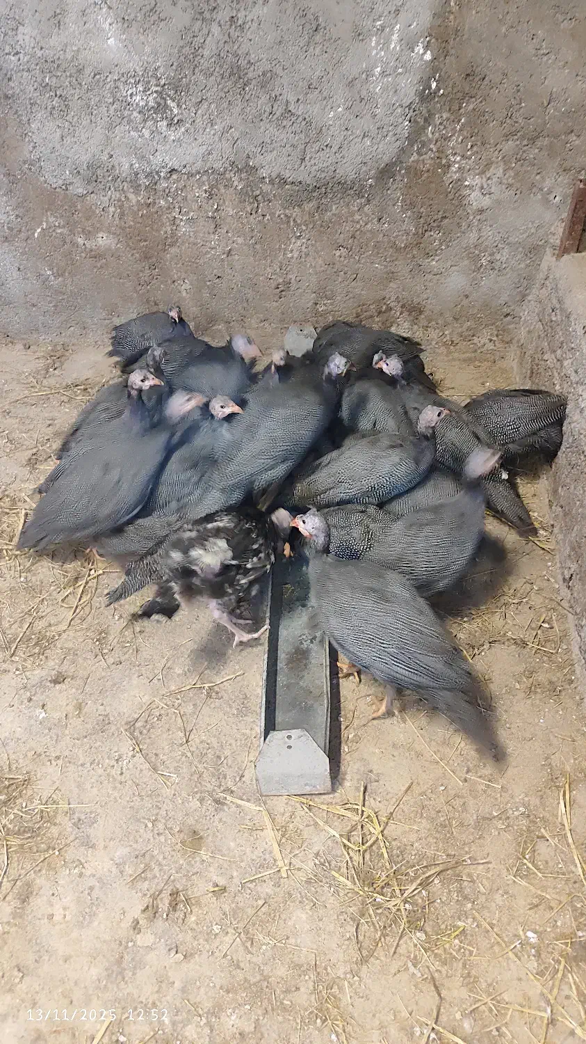 مرغ شاخدار یا سیستم یا به عبارتی مروارید|حیوانات مزرعه|کیاسر, |دیوار