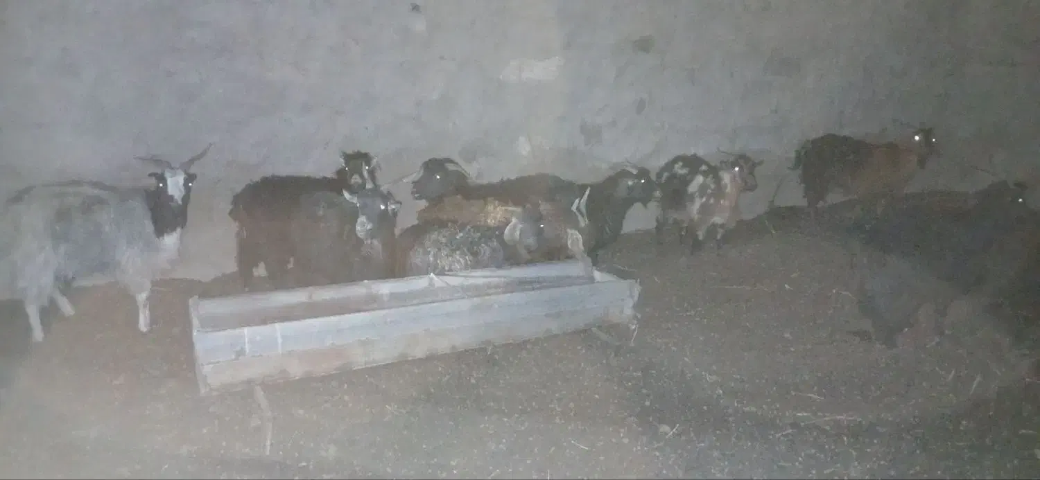 بز دورگ محلی ابستن|حیوانات مزرعه|جلگه ماژان, |دیوار