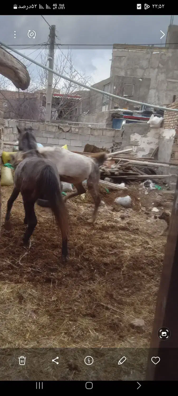 اسب|اسب و تجهیزات اسب‌سواری|مشگین شهر, |دیوار