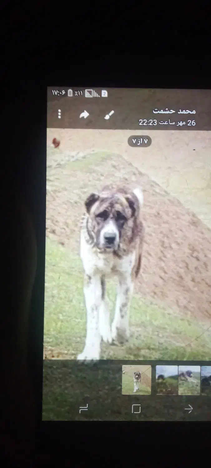 این‌دزدهشده|حیوانات|سلامی, |دیوار