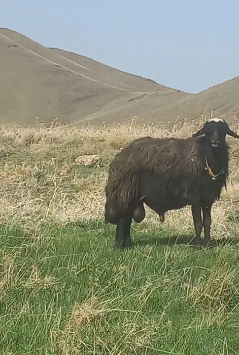 قوچ سیاه|حیوانات مزرعه|قره چای, |دیوار