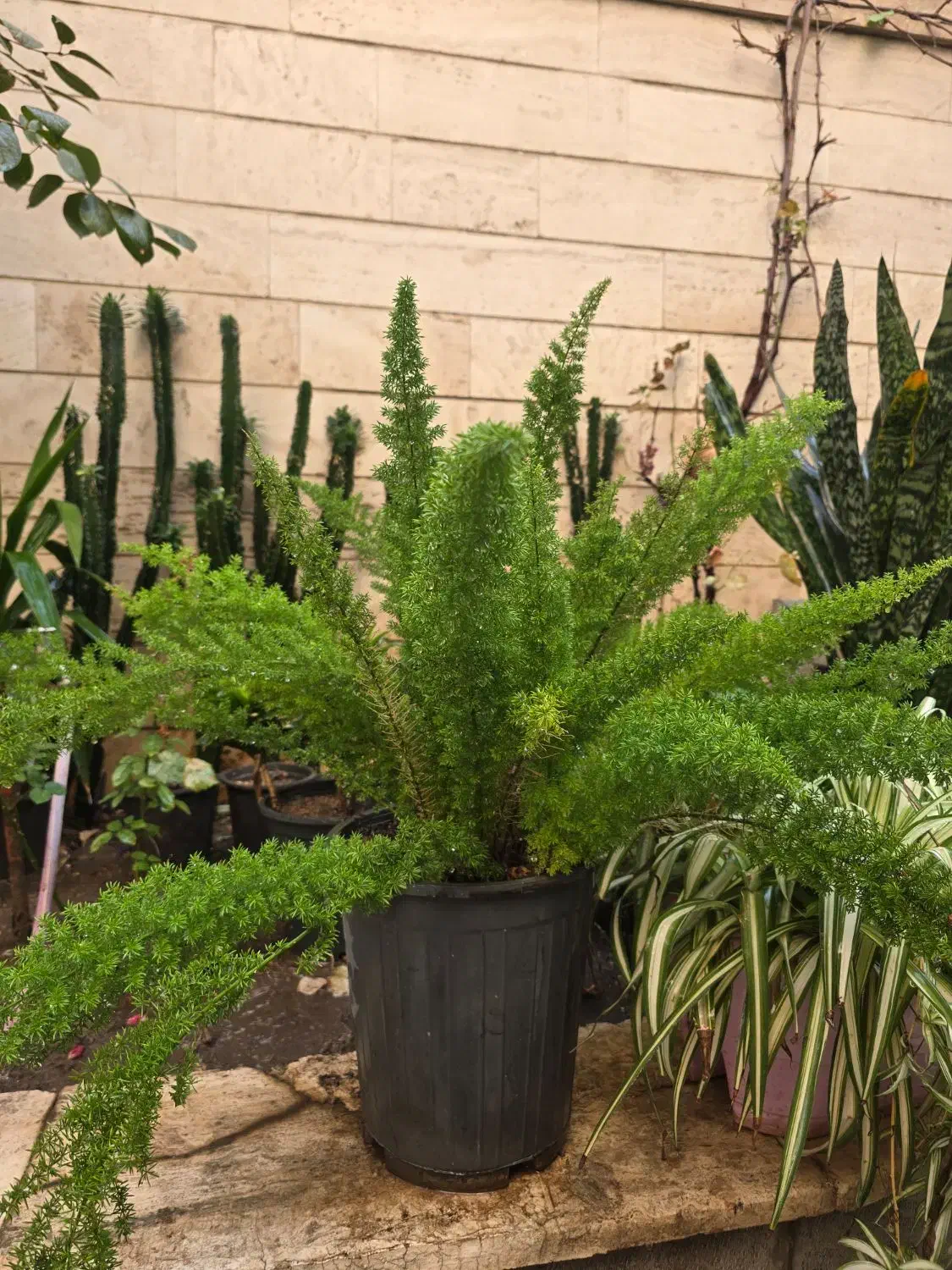 دم روباهی یا شویدی افوربیا با پیوند لاکتی|گل و گیاه طبیعی|تهران, سلسبیل شمالی|دیوار