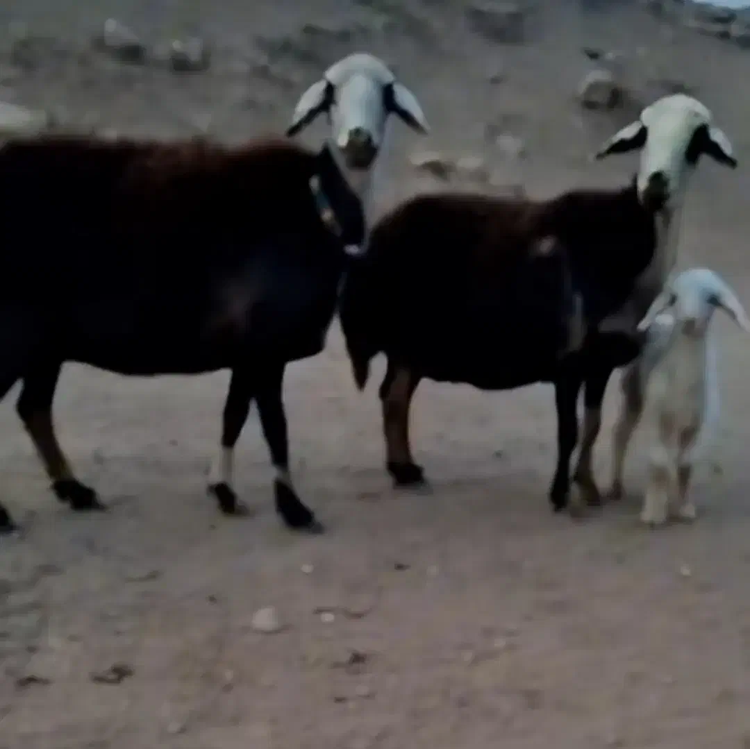 میش و بره|حیوانات مزرعه|بروجرد, |دیوار