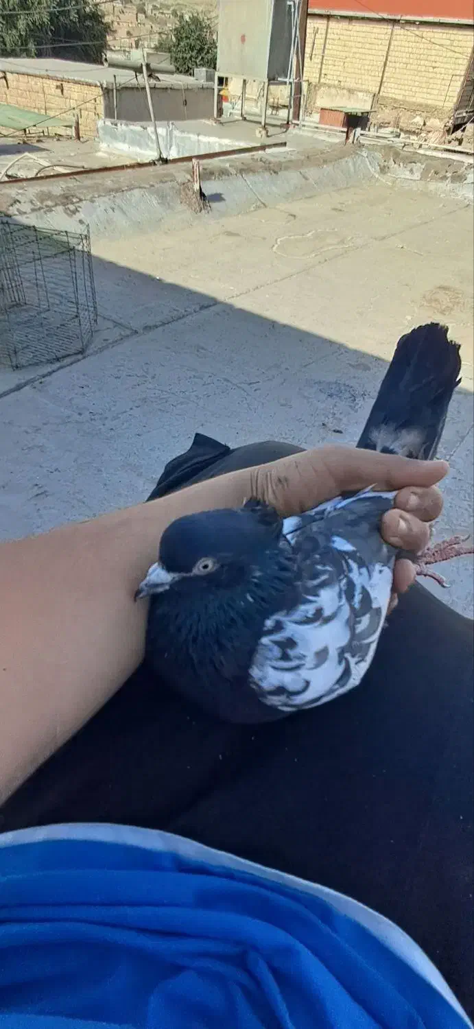 سینه ای|پرنده|مسجد سلیمان, |دیوار