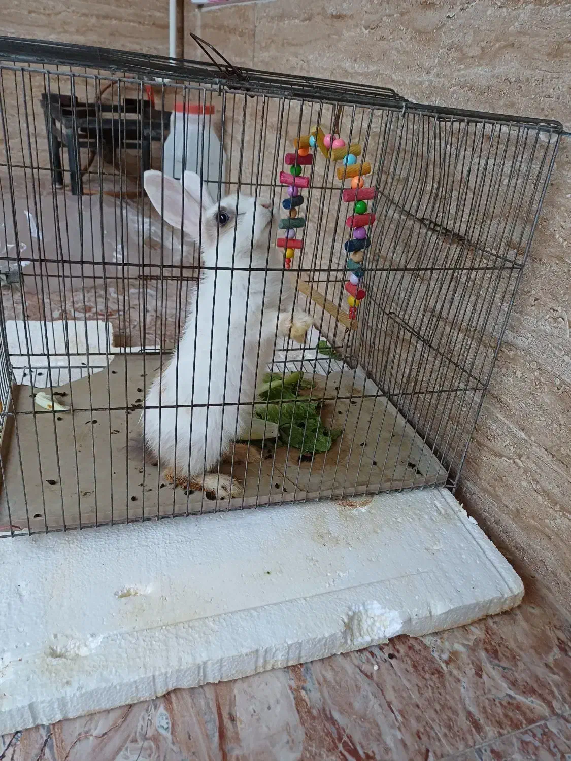 خرگوش  زیبا  و  خانگی|موش و خرگوش|سنندج, |دیوار