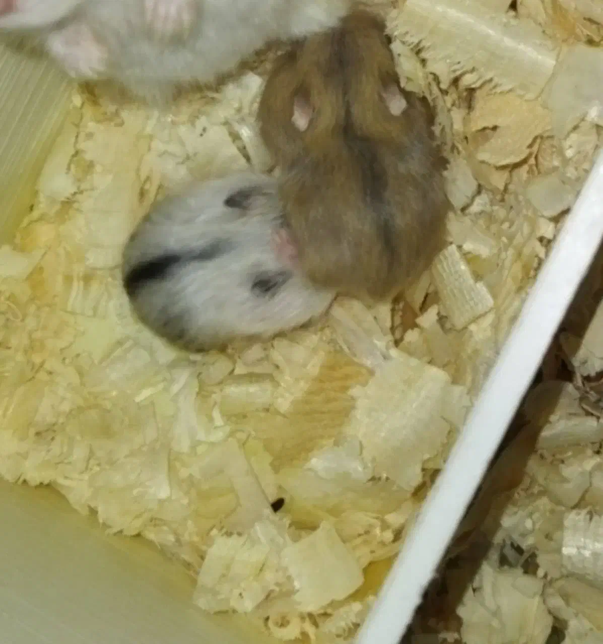 فروش همستر|موش و خرگوش|تهران, افسریه شمالی|دیوار