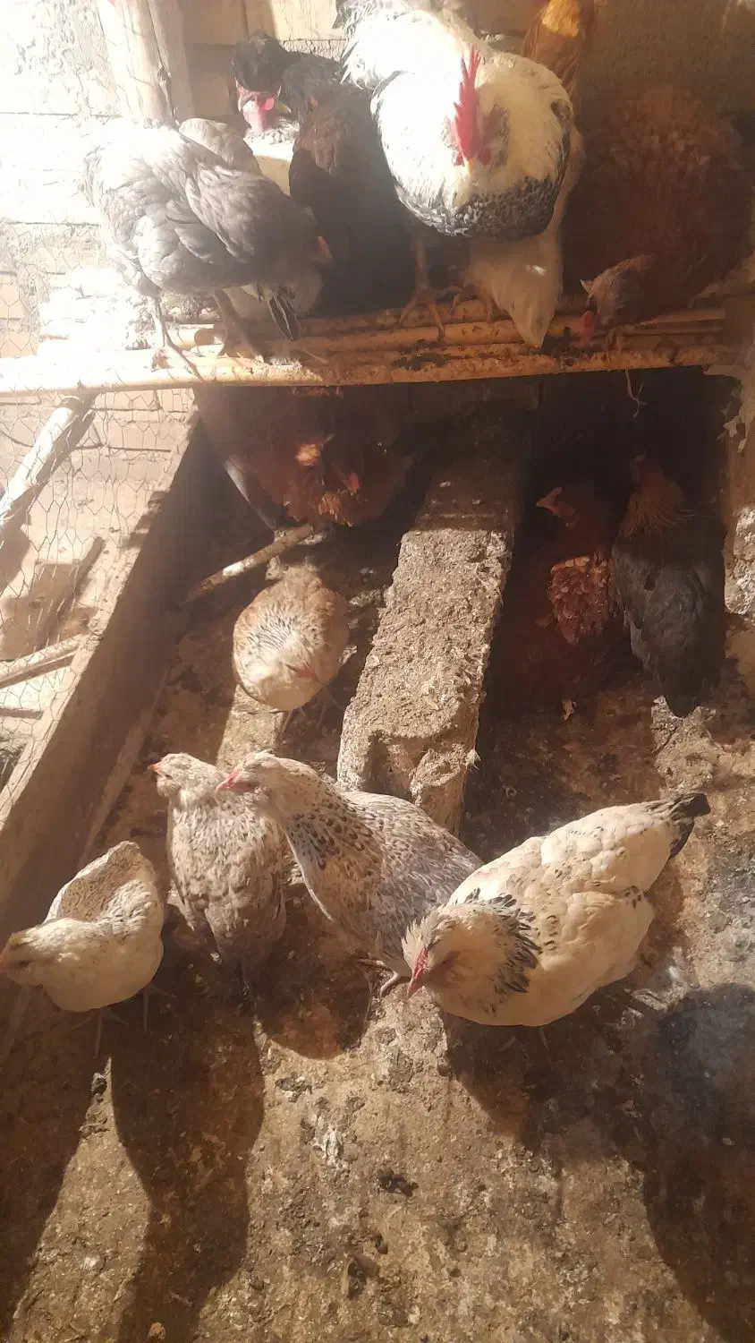 تعدادی حیوانات مزرعه مرغ و خروس و...|حیوانات مزرعه|سنگدوین, |دیوار