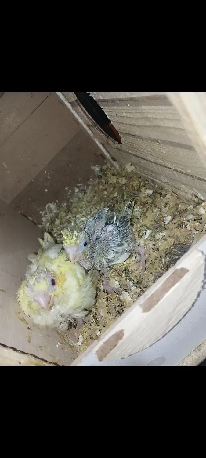 عروس هلندی مولد|پرنده|تهران, باغ فیض|دیوار