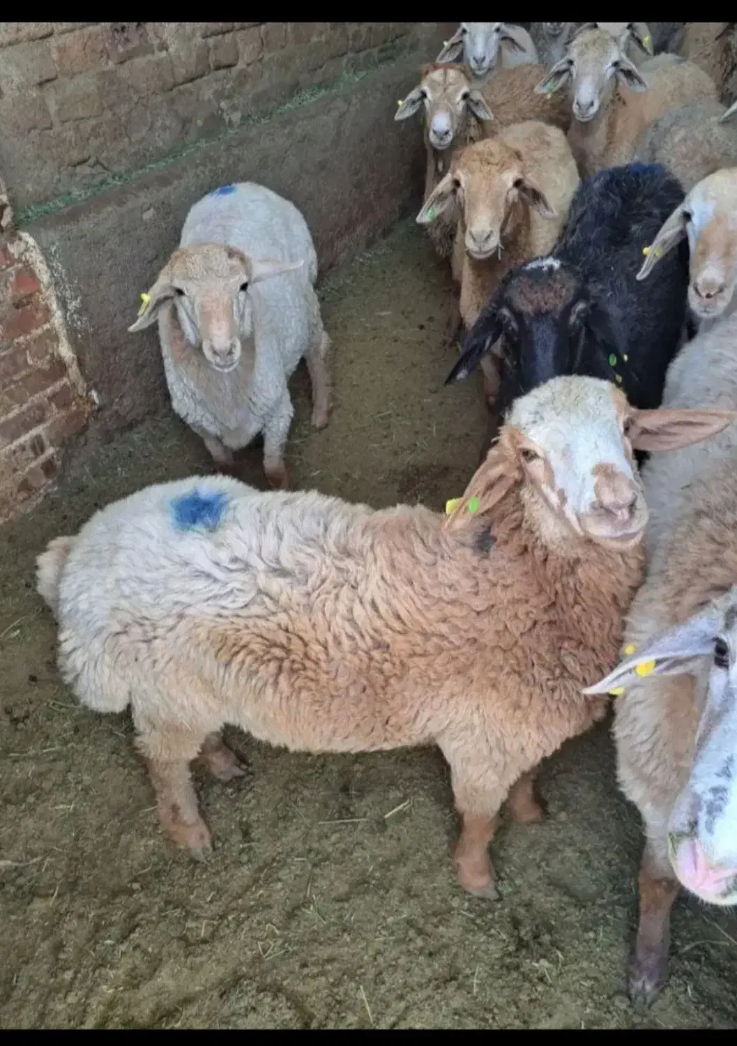 دام زنده مغان|حیوانات مزرعه|فردیس, منظریه|دیوار