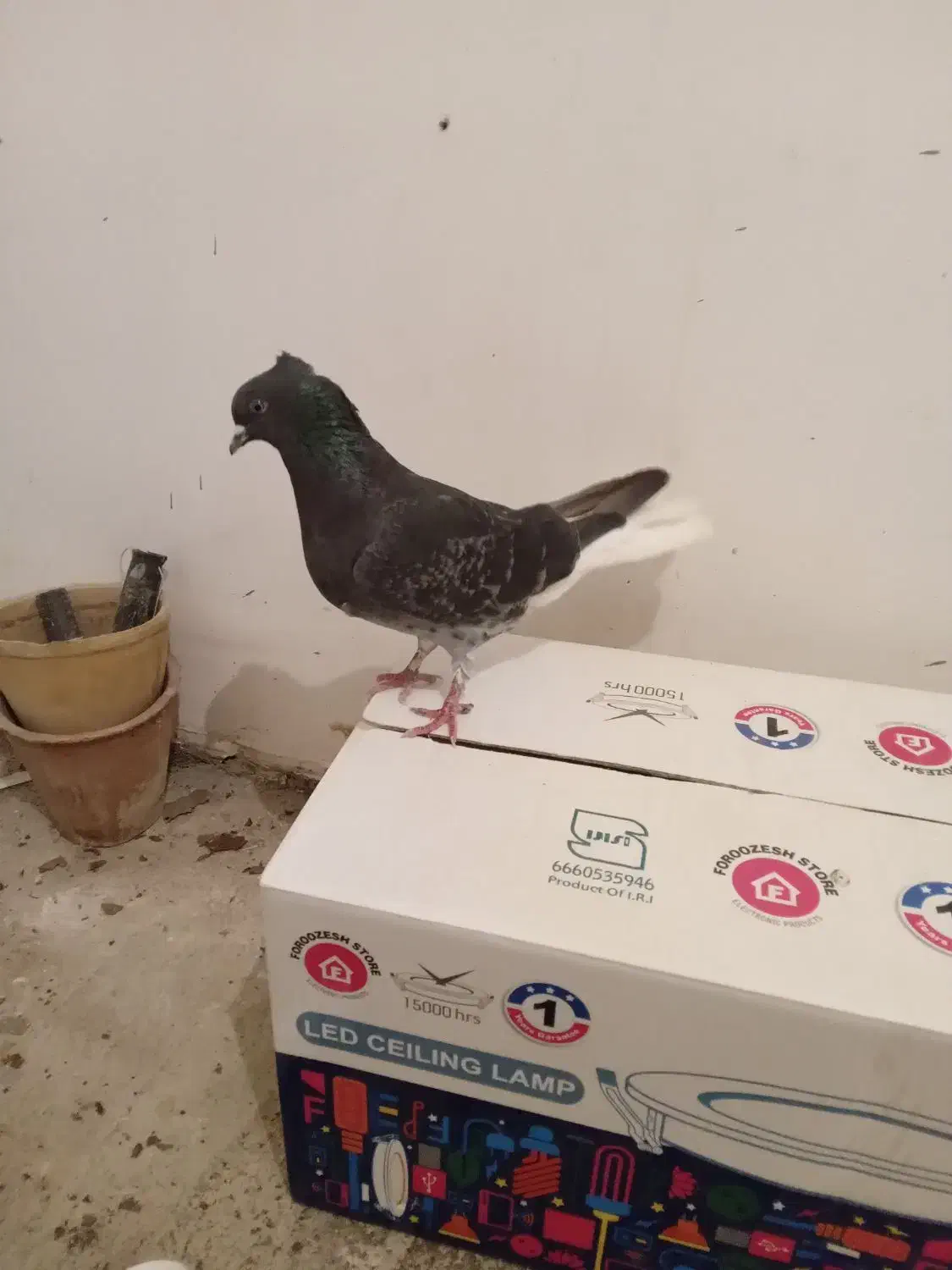 کفتر|پرنده|مشکیندشت, |دیوار